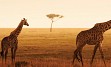 Zasneženi Kilimanjaro, zlatorumene savane in številne živalske vrste v NP Serengeti, Ngorongoro, obisk Masajcev, Bušmanov, sanjske bele plaže Indijskega oceana, … in gostoljubni ljudje, ki vam ponujajo nepozabno afriško avanturo. 