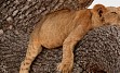 Zasneženi Kilimanjaro, zlatorumene savane in številne živalske vrste v NP Serengeti, Ngorongoro, obisk Masajcev, Bušmanov, sanjske bele plaže Indijskega oceana, … in gostoljubni ljudje, ki vam ponujajo nepozabno afriško avanturo. 
