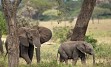 Zasneženi Kilimanjaro, zlatorumene savane in številne živalske vrste v NP Serengeti, Ngorongoro, obisk Masajcev, Bušmanov, sanjske bele plaže Indijskega oceana, … in gostoljubni ljudje, ki vam ponujajo nepozabno afriško avanturo. 