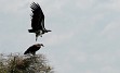 Zasneženi Kilimanjaro, zlatorumene savane in številne živalske vrste v NP Serengeti, Ngorongoro, obisk Masajcev, Bušmanov, sanjske bele plaže Indijskega oceana, … in gostoljubni ljudje, ki vam ponujajo nepozabno afriško avanturo. 