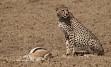 Zasneženi Kilimanjaro, zlatorumene savane in številne živalske vrste v NP Serengeti, Ngorongoro, obisk Masajcev, Bušmanov, sanjske bele plaže Indijskega oceana, … in gostoljubni ljudje, ki vam ponujajo nepozabno afriško avanturo. 