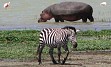 Zasneženi Kilimanjaro, zlatorumene savane in številne živalske vrste v NP Serengeti, Ngorongoro, obisk Masajcev, Bušmanov, sanjske bele plaže Indijskega oceana, … in gostoljubni ljudje, ki vam ponujajo nepozabno afriško avanturo. 