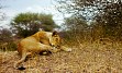 Zasneženi Kilimanjaro, zlatorumene savane in številne živalske vrste v NP Serengeti, Ngorongoro, obisk Masajcev, Bušmanov, sanjske bele plaže Indijskega oceana, … in gostoljubni ljudje, ki vam ponujajo nepozabno afriško avanturo. 