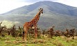 Zasneženi Kilimanjaro, zlatorumene savane in številne živalske vrste v NP Serengeti, Ngorongoro, obisk Masajcev, Bušmanov, sanjske bele plaže Indijskega oceana, … in gostoljubni ljudje, ki vam ponujajo nepozabno afriško avanturo. 