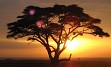 Zasneženi Kilimanjaro, zlatorumene savane in številne živalske vrste v NP Serengeti, Ngorongoro, obisk Masajcev, Bušmanov, sanjske bele plaže Indijskega oceana, … in gostoljubni ljudje, ki vam ponujajo nepozabno afriško avanturo. 