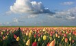 Obiskali bomo borzo cvetja, Keukenhof, Amsterdam, Volendam, Zaansche Schaans, Delft, Den Haag, Rotterdam, Bruselj, ...