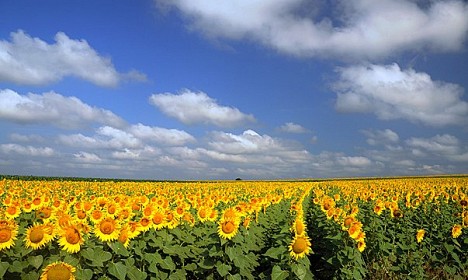 VOJVODINA - zakladnica kultur